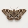 DeathMoth's profile picture