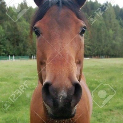 horse's profile picture