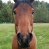 horse profil fotoğrafı
