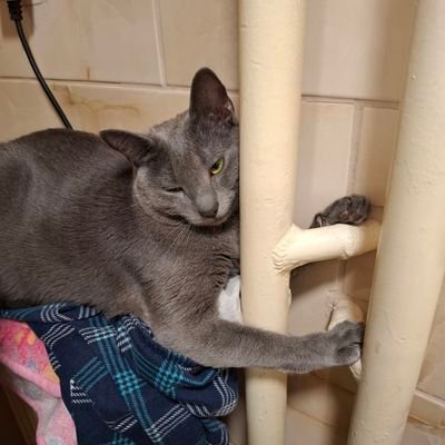 Otporuduši's profile picture