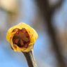 Profilbild von albizia