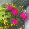 PNW Gardener's profile picture