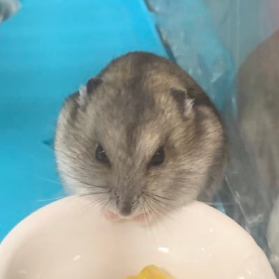 zodashad's profile picture