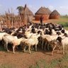 B.Agegnehu profil fotoğrafı