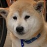 Panish's profile picture