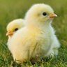 Profilbild von Male Chick - ひよこ(オス)