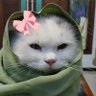 Profilbild von Akucomel