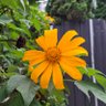 rosē profil fotoğrafı