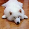 laura kim's profile picture