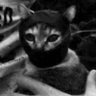 Profilbild von incir