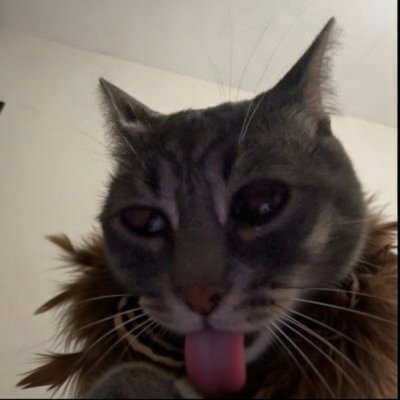 видра в пірʼях's profile picture