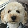 moyu's profile picture