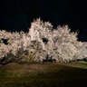 Фото профиля ブリブリ