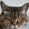 Фото профиля Meow || Content Creation Arc