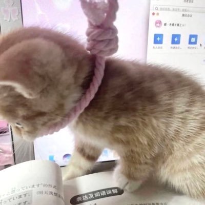 小琳宝's profile picture