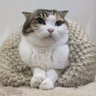 Profilbild von 会社の猫