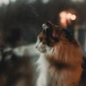 Profilbild von Josie Grimes