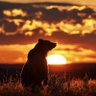 Фото профиля BearPause