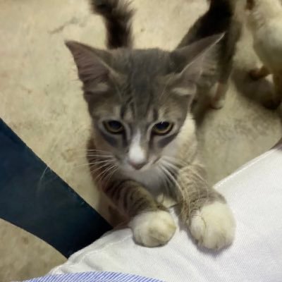 hajar's profile picture