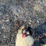 4Peke 的头像