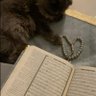 مذهلة's profile picture