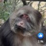 Mama Lee profil fotoğrafı