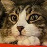 Profilbild von P. K. R.