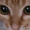 Profilbild von mishimishimish