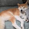 Nerf's profile picture