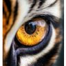 Stars Tiger🐯 profil fotoğrafı