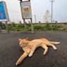 いつも眠い人 的头像