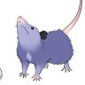 Profilbild von TonkDahPossum
