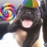 Profilbild von cachorro pirulito com boné da felicidade