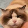Json profil fotoğrafı