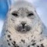 pokpapa's profile picture