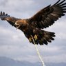Profilbild von PISS POOR EAGLE
