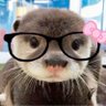 Frögurkan🇸🇪's profile picture