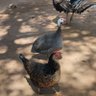 sara pawaa profil fotoğrafı
