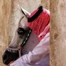 Profilbild von مالك الغفيلي