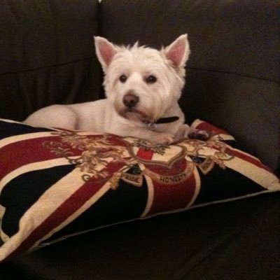StopULEZToday's profile picture