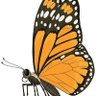 monarch's profile picture
