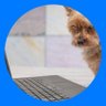 723 :)💙🐯🦁( ੭ˊ꒳ˋ)੭=͟͟͞͞ =͟͟͞͞⋆。˚🩵 profil fotoğrafı