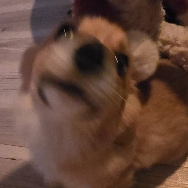 Renzo's profile picture