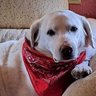 BUDDY 🐶's profile picture