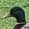 Фото профиля Tytus The Duck