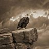 PensiveAmerican profil fotoğrafı