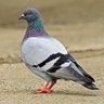 Profilbild von pigeon