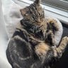 ノシシの親's profile picture