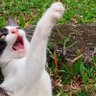 Unusual Cat's profile picture