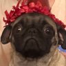 Profilbild von Truji